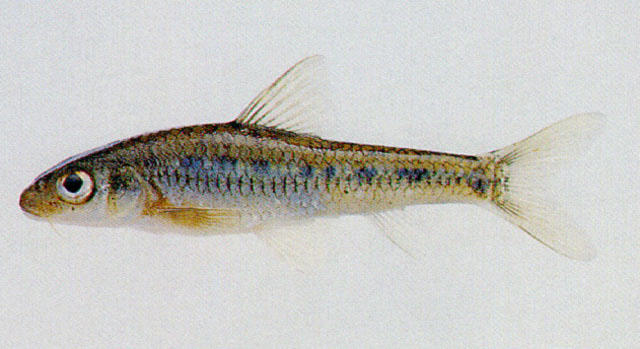 Squalidus multimaculatus