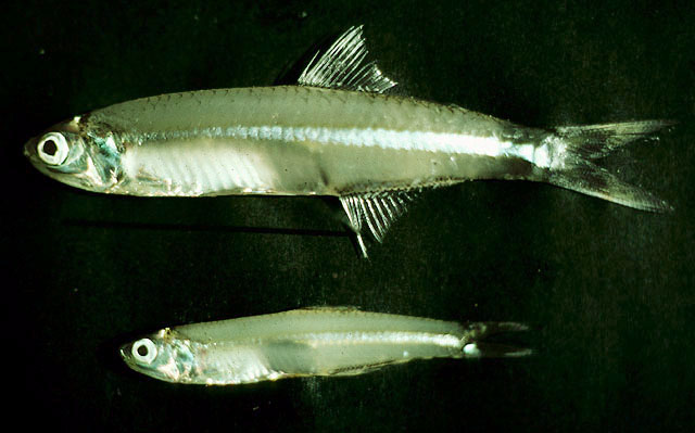 Stolephorus apiensis