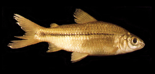 Steindachnerina biornata