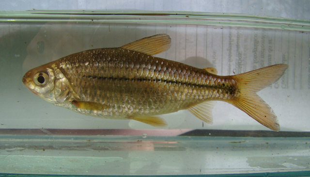 Steindachnerina biornata