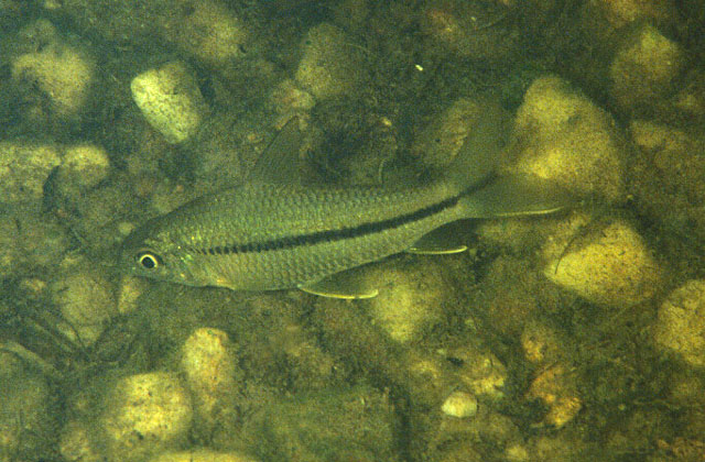 Steindachnerina brevipinna