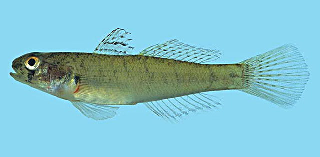 Stenogobius fehlmanni