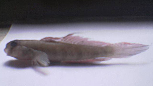 Stenogobius gymnopomus