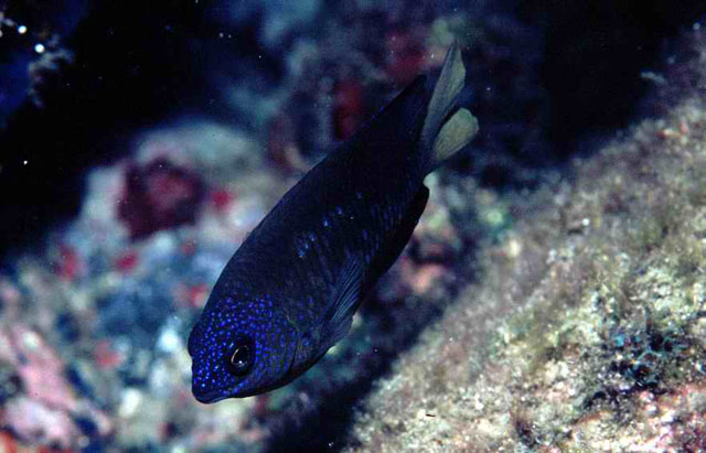 Stegastes imbricatus