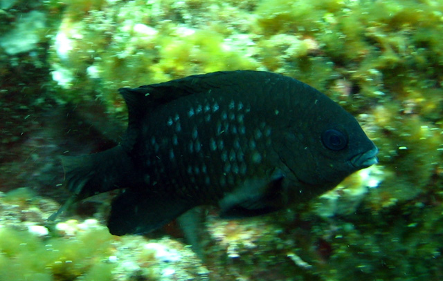 Stegastes imbricatus