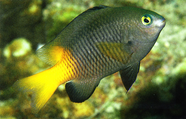 Plectroglyphidodon insularis