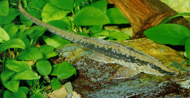 Sturisomatichthys kneri