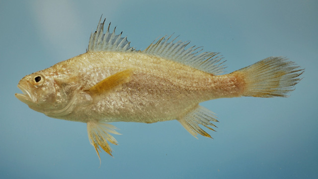 Stellifer lanceolatus