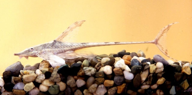 Sturisomatichthys panamense