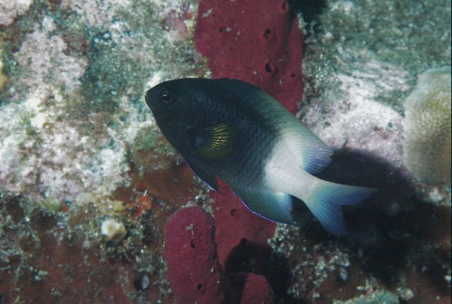 Stegastes partitus