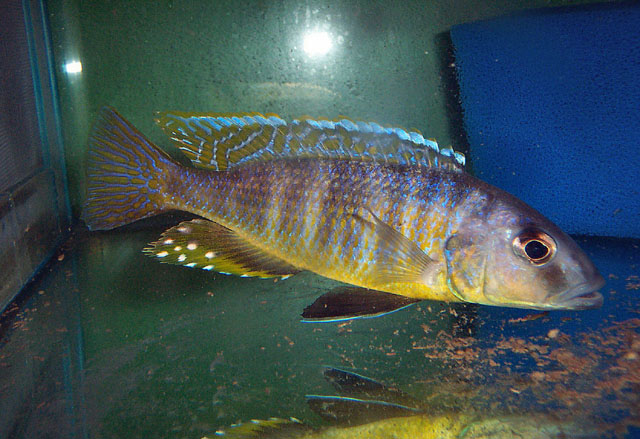 Stigmatochromis pleurospilus