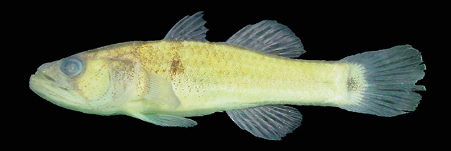 Stigmatogobius sella