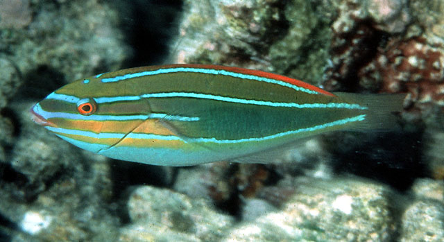 Stethojulis trilineata