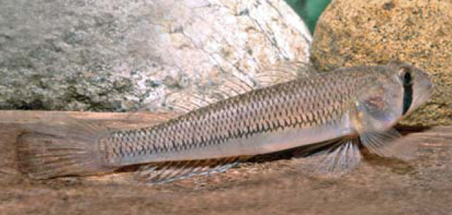 Stenogobius watsoni