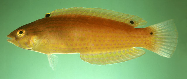 Suezichthys arquatus