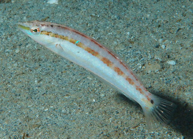 Suezichthys devisi