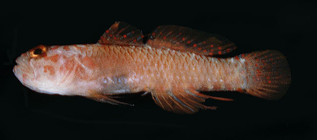 Sulac_u1.jpg
