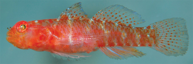 Sulac_u6.jpg