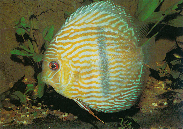 Symphysodon aequifasciatus