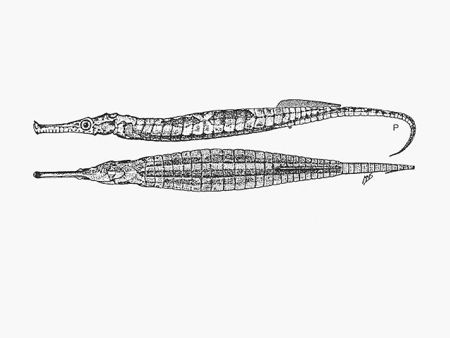 Syngnathoides biaculeatus