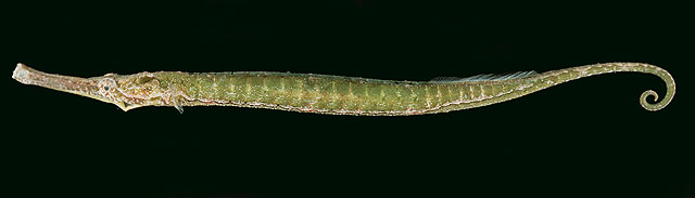 Syngnathoides biaculeatus