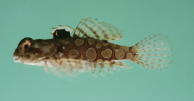 Synchiropus circularis