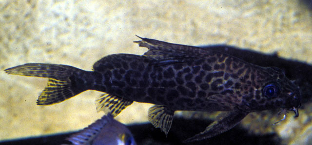 Synodontis comoensis