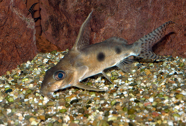 Synodontis congicus