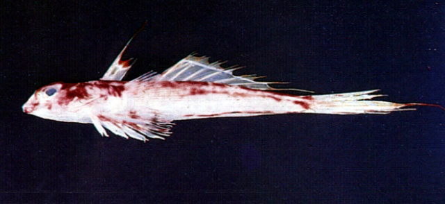 Synchiropus delandi