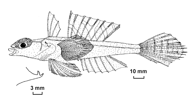 Synchiropus grandoculis