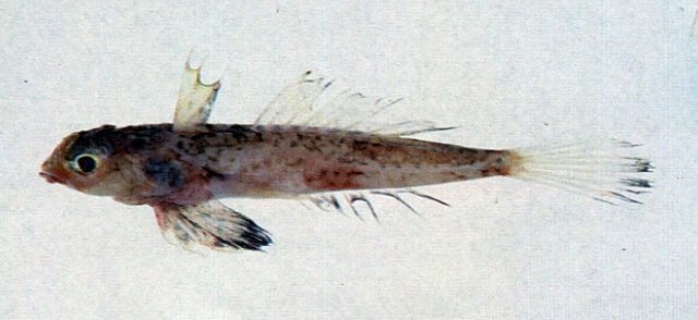 Synchiropus grinnelli