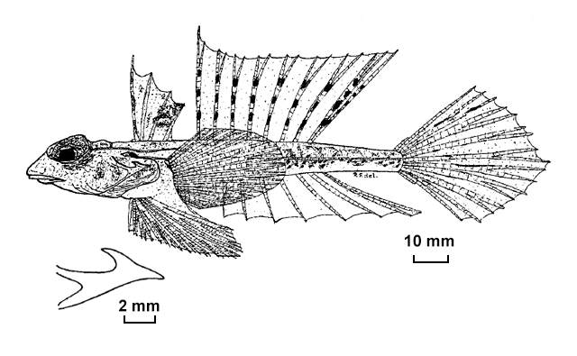 Synchiropus hawaiiensis