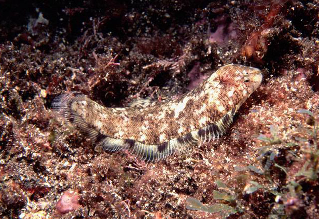 Symphurus insularis