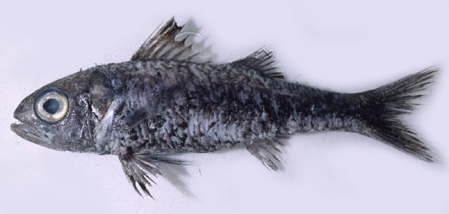 Synagrops japonicus