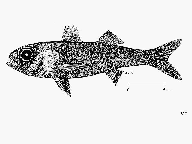 Synagrops japonicus