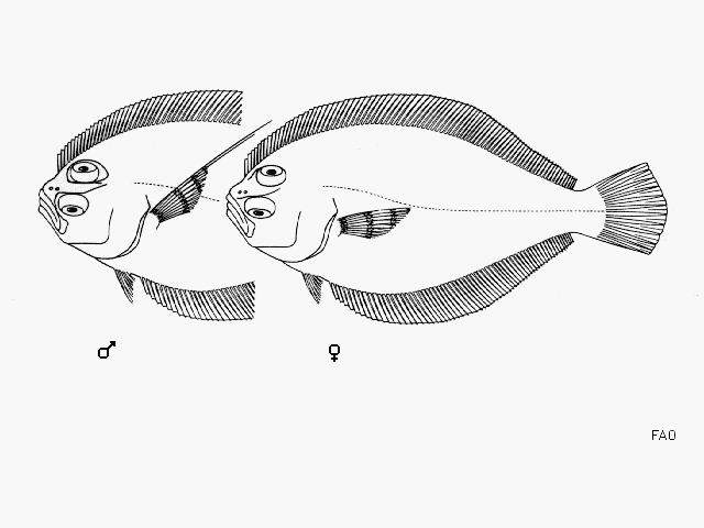 Syacium latifrons