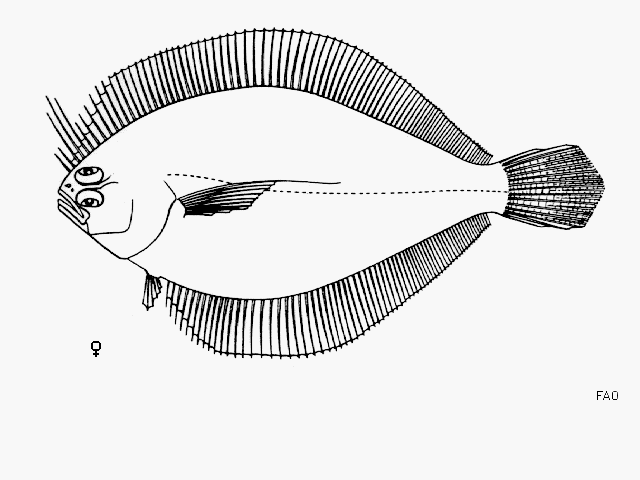 Syacium longidorsale