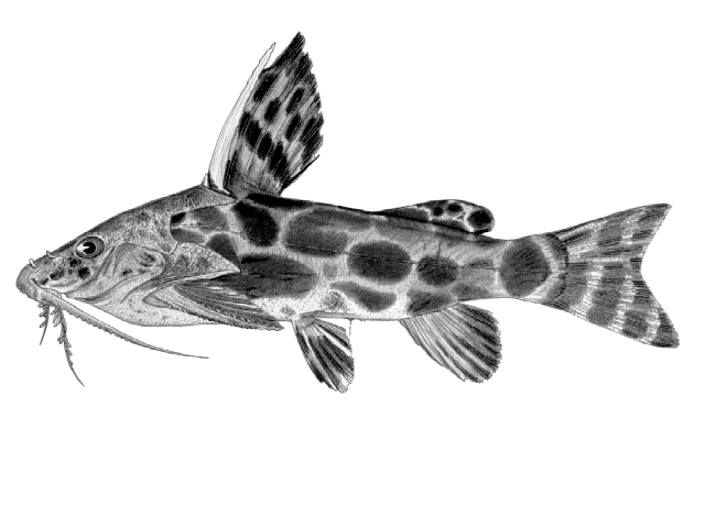 Synodontis macrostigma