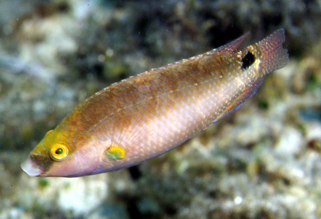 Symphodus mediterraneus