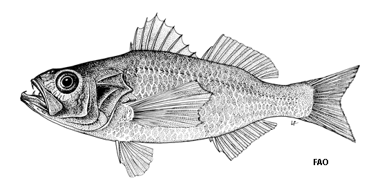 Kaperangus microlepis