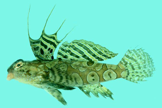 Synchiropus circularis