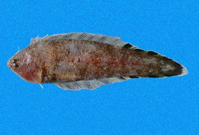 Symphurus oligomerus