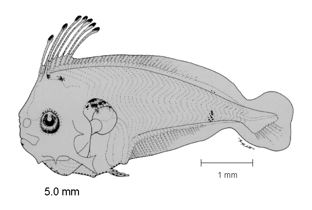 Syacium ovale