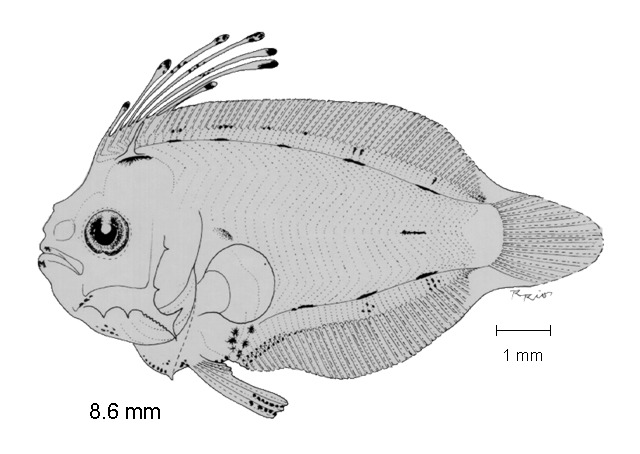 Syacium ovale