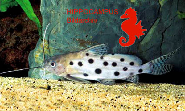 Synodontis rebeli