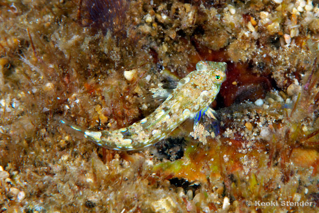 Synchiropus rosulentus