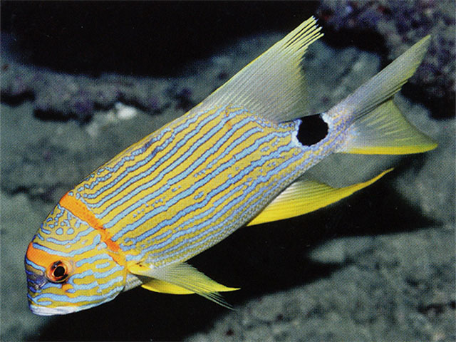 Symphorichthys spilurus