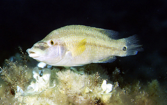 Symphodus tinca