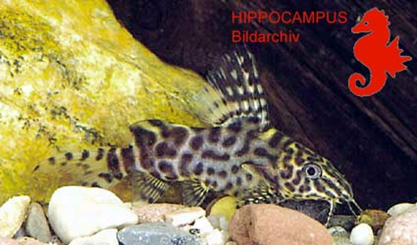 Synodontis tourei