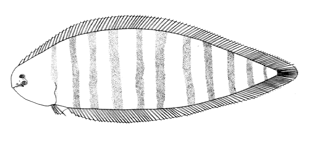 Symphurus trewavasae